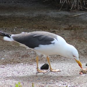 Hering gull - adult