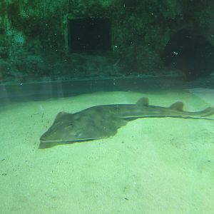 Shovelnose Guitarfish