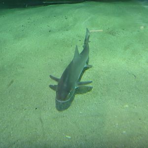Gray Smoothhound Shark