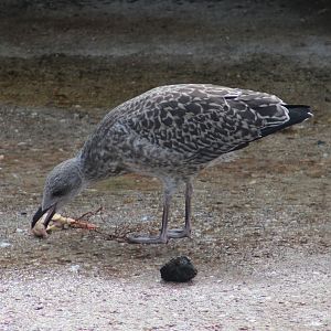 Hering gull - juvenile