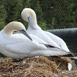 Northern gannets