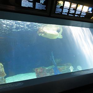Sea Turtle and Grouper Tank