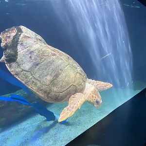 Loggerhead Sea Turtle
