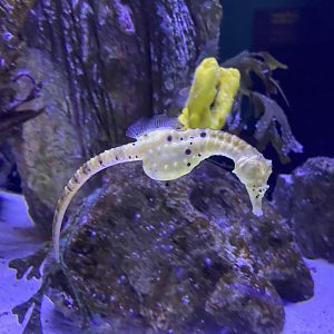 Pot-bellied Seahorse