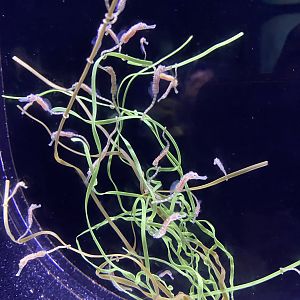 Baby Pot-bellied Seahorses