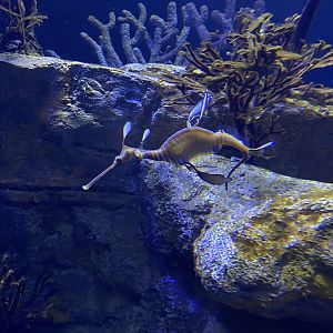 Weedy Seadragon