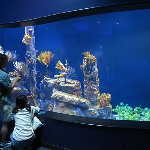 Weedy Seadragon Tank