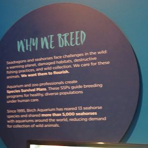 Seahorse Breeding Signage