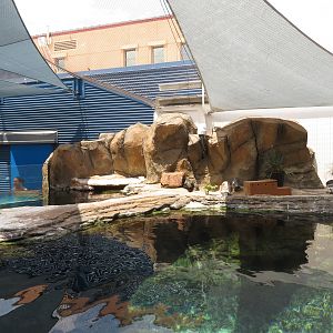 Little Blue Penguin Exhibit
