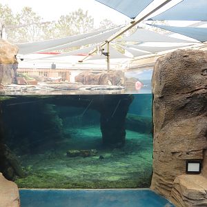 Little Blue Penguin Exhibit