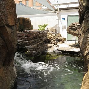 Little Blue Penguin Exhibit