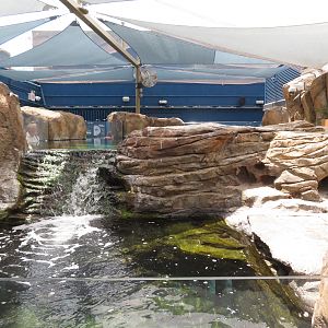 Little Blue Penguin Exhibit