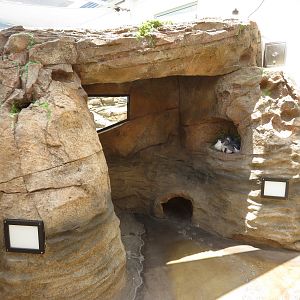 Penguin Viewing Alcove