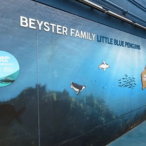 Little Blue Penguin Exhibit