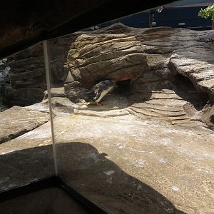 Little Blue Penguin Exhibit