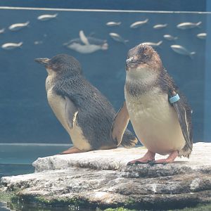 Little Blue Penguins