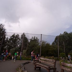 North America- Steller’s sea eagle enclosure 13.7.23