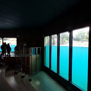 North America- Polar bear viewing area 13.7.23