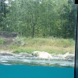 North America- Polar bear 13.7.23