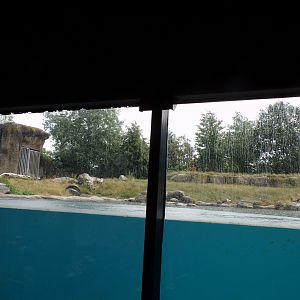 North America- Polar bear enclosure 13.7.23