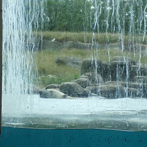 North America- Polar bear swimming 13.7.23