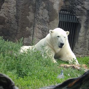 North America- Polar bear 13.7.23
