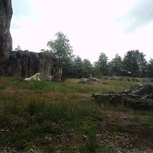 North America- Polar bear enclosure 13.7.23