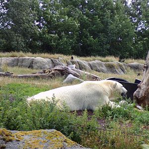 North America- Polar bear 13.7.23