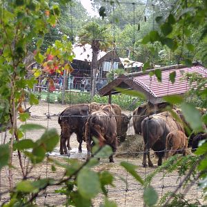 North America- American bison 13.7.23