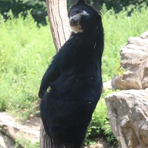 Queens Zoo - Andean Bear