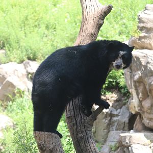 Queens Zoo - Andean Bear