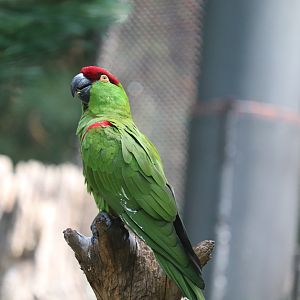 Queens Zoo -  Thick-Billed Parrot