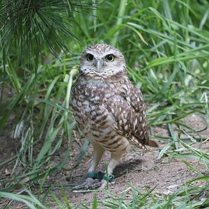 Queens Zoo - Burrowing Owl