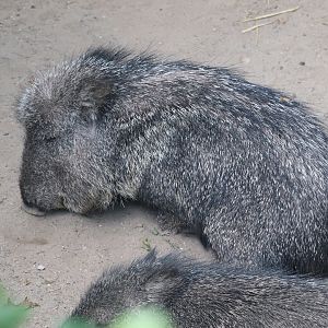 Queens Zoo - Chacoan Peccary