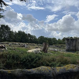 North America- Polar bear enclosure 13.7.23