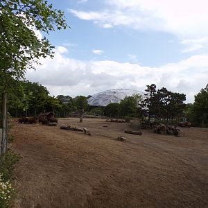North America- American Bison enclosure 13.7.23