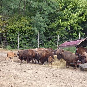 North America- American bison 13.7.23