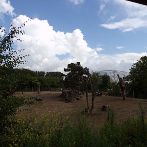 North America- American bison enclosure 13.7.23