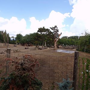 North America- American bison enclosure 13.7.23