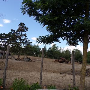 North America- American bison enclosure 13.7.23