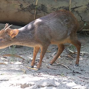 Queens Zoo - Southern Pudu
