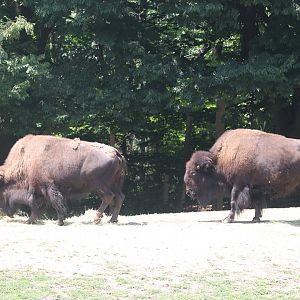 Queens Zoo - American Bison