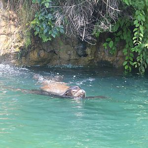 Queens Zoo - California Sea Lion
