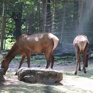 Queens Zoo - Roosevelt Elk