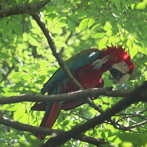 Queens Zoo - Red-and-Green Macaw