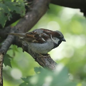 Queens Zoo - House Sparrow