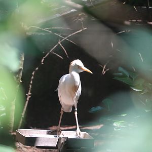 Queens Zoo - Cattle Egret