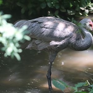Queens Zoo - Sandhill Crane