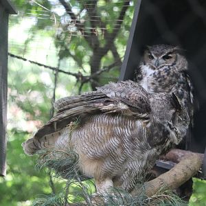 Queens Zoo - Great Horned Owl
