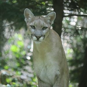 Queens Zoo - Mountain Lion